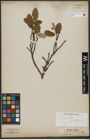 Foto von Salix vestita Pursh